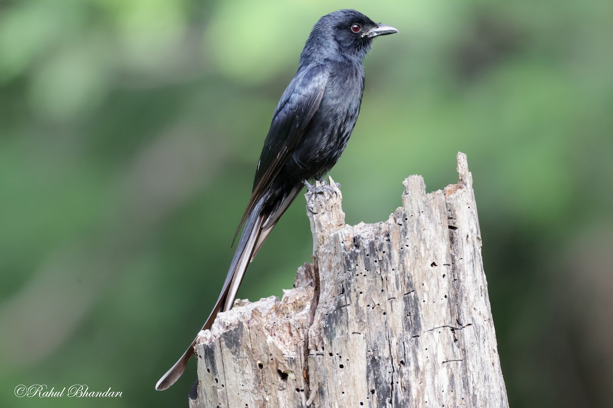 Black Drongo - ML620611998