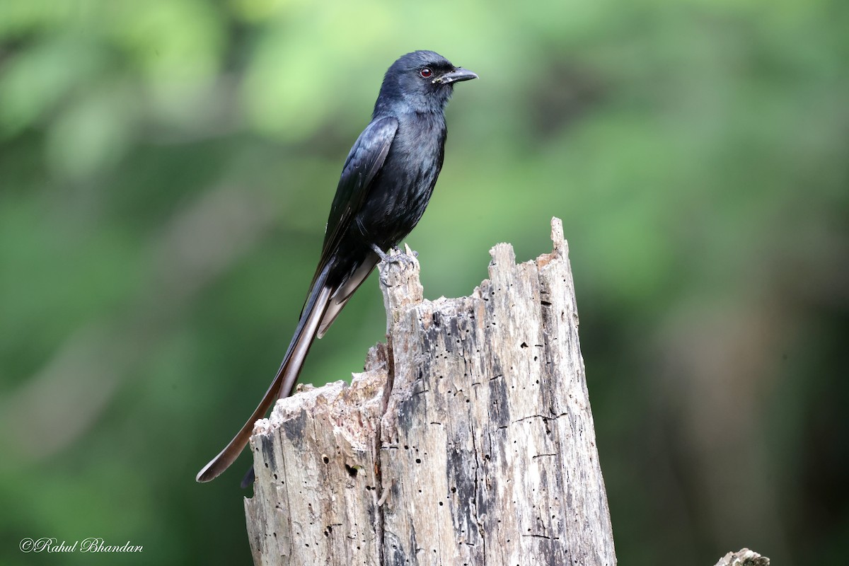 Black Drongo - ML620612000