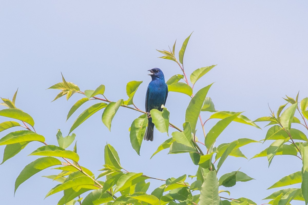 Indigo Bunting - ML620612003