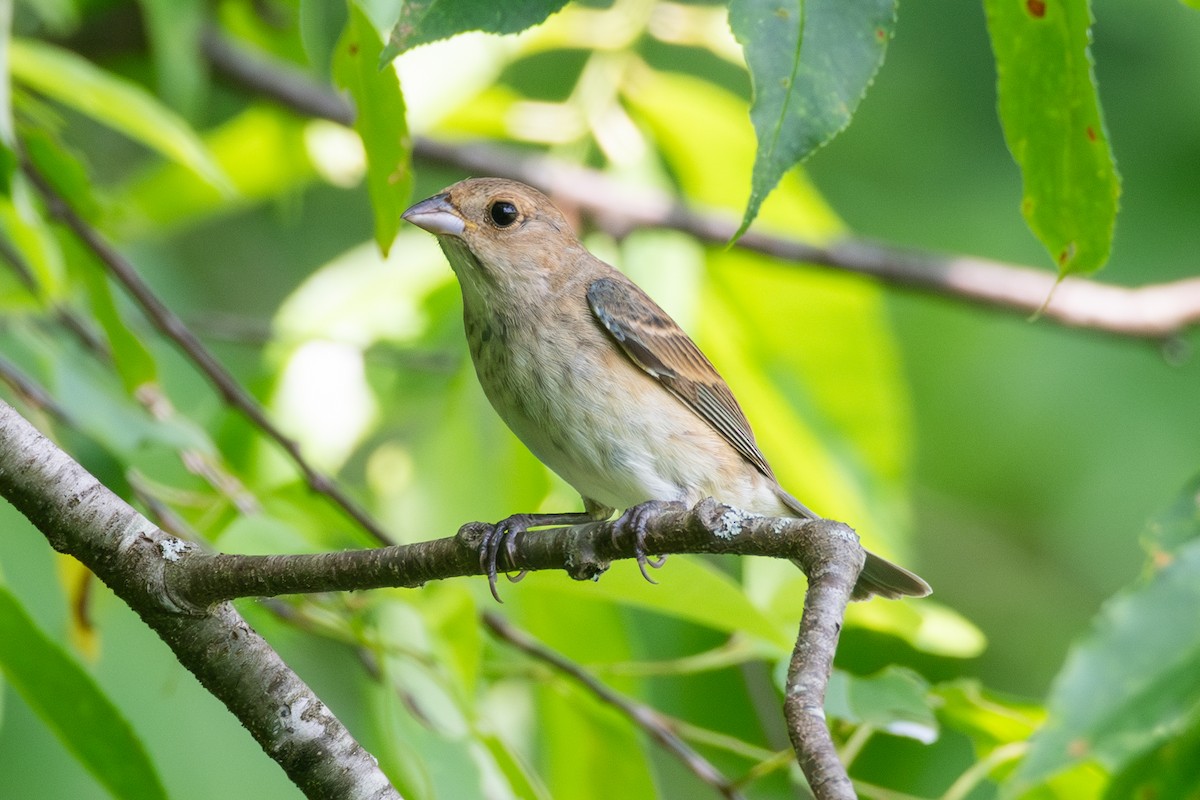 Passerin indigo - ML620612004