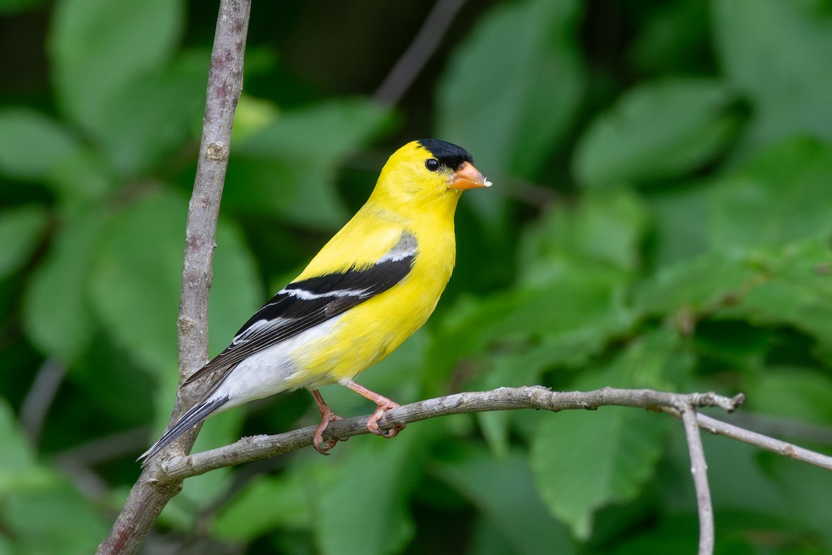 American Goldfinch - ML620612010