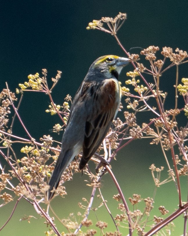 Dickcissel - Sibyl Ketcham