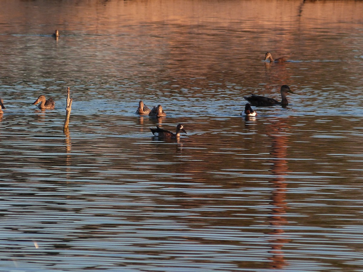 Blue-winged Teal - ML620612021