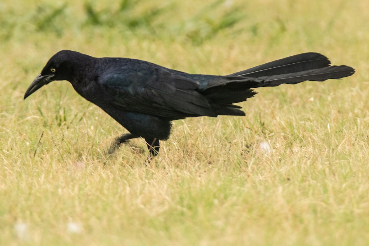 Great-tailed Grackle - ML620612022