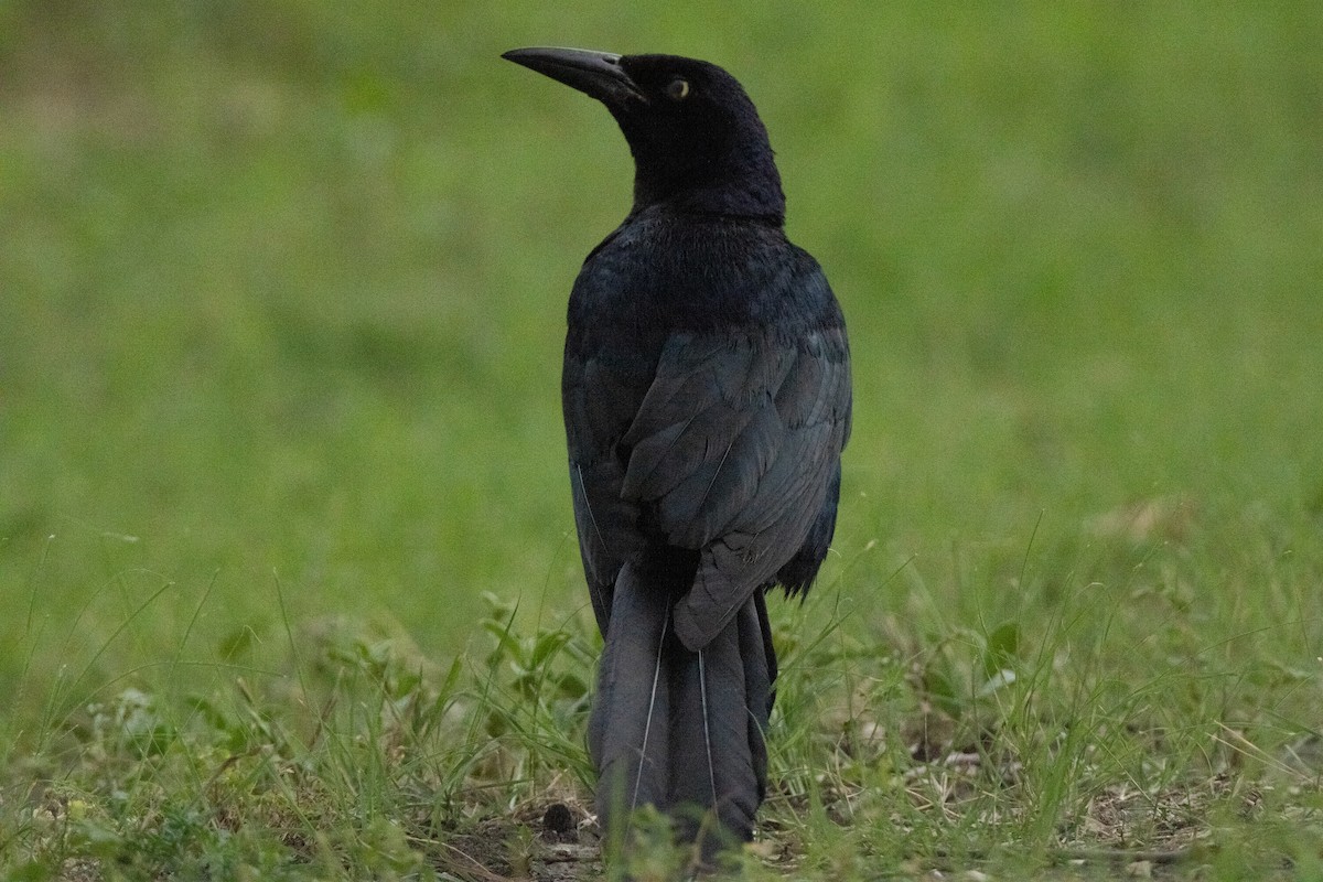 Great-tailed Grackle - ML620612023