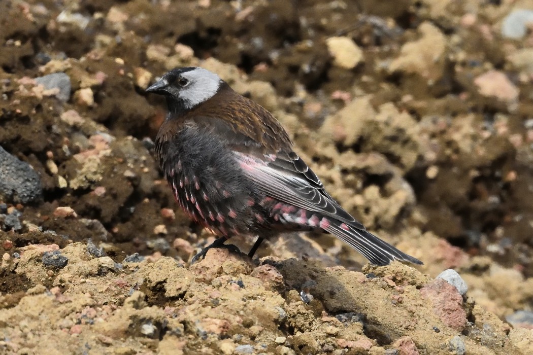 Gray-crowned Rosy-Finch (Pribilof Is.) - ML620612026