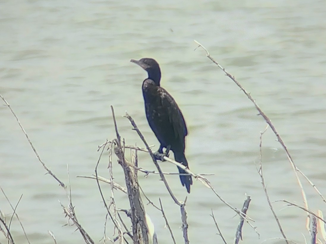 Neotropic Cormorant - ML620612028