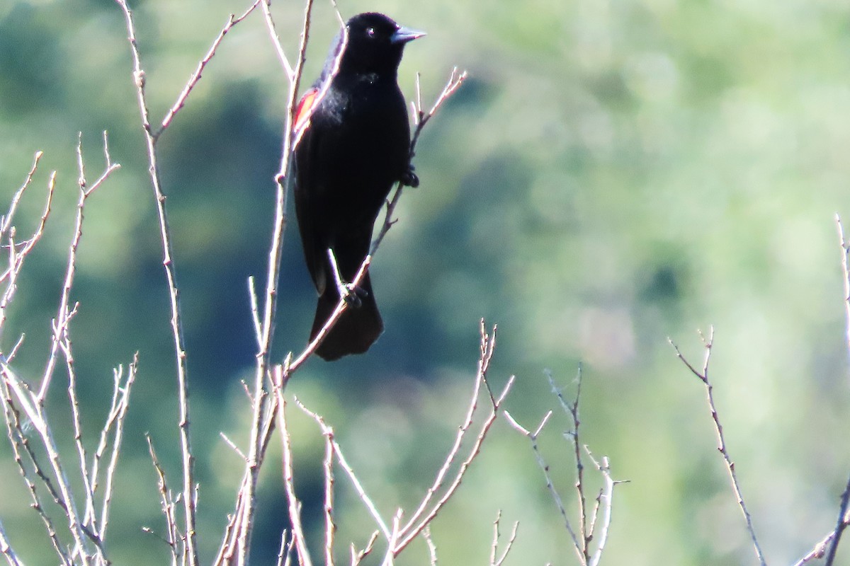 Red-winged Blackbird - ML620612029