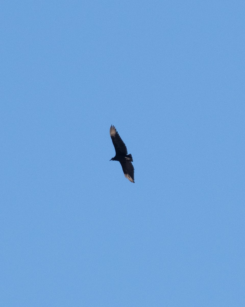 Black Vulture - Bente Torvund