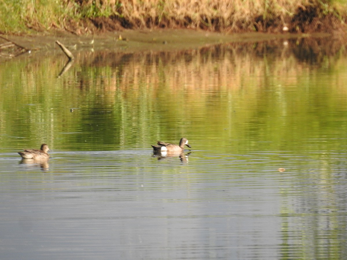 Blue-winged Teal - ML620612036