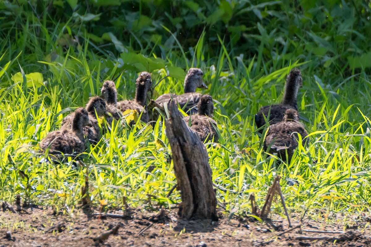 anatidé sp. (canard sp.) - ML620612041