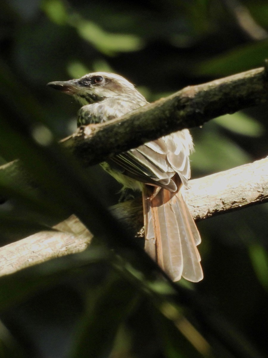 Streaked Flycatcher - ML620612044