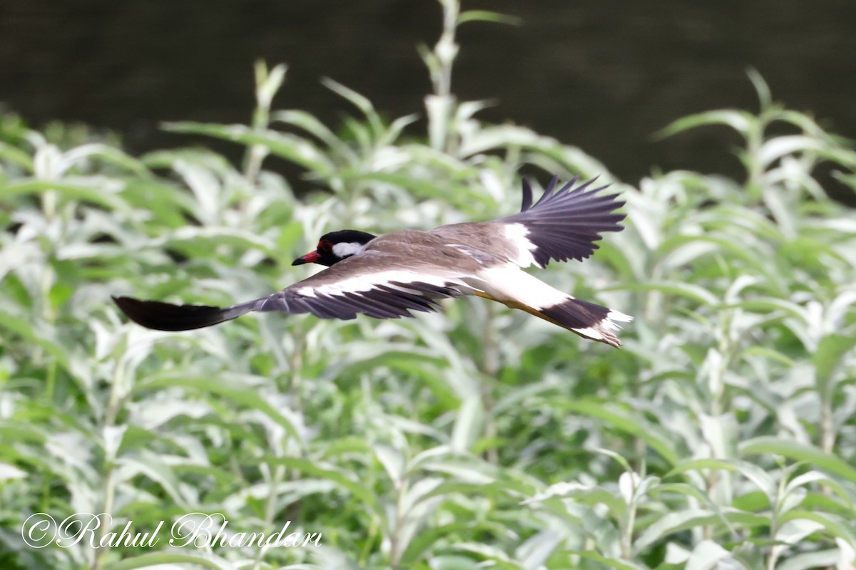 Red-wattled Lapwing - ML620612045