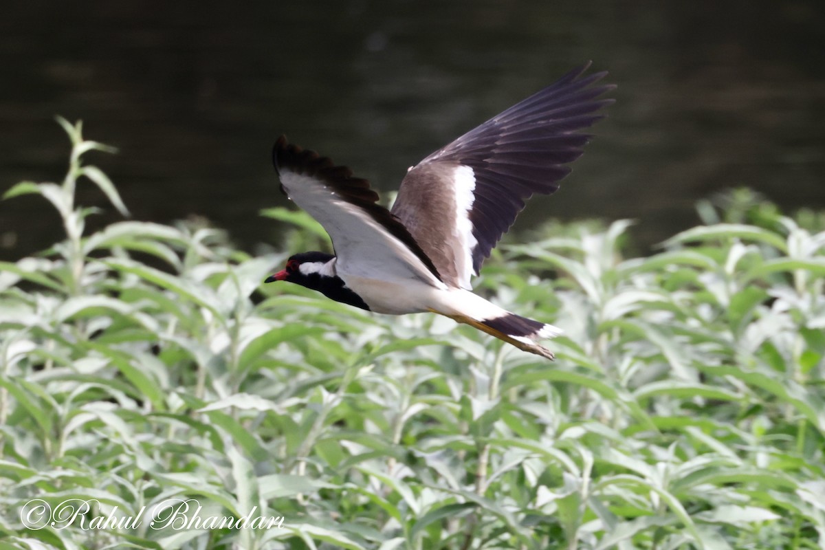 Red-wattled Lapwing - ML620612046