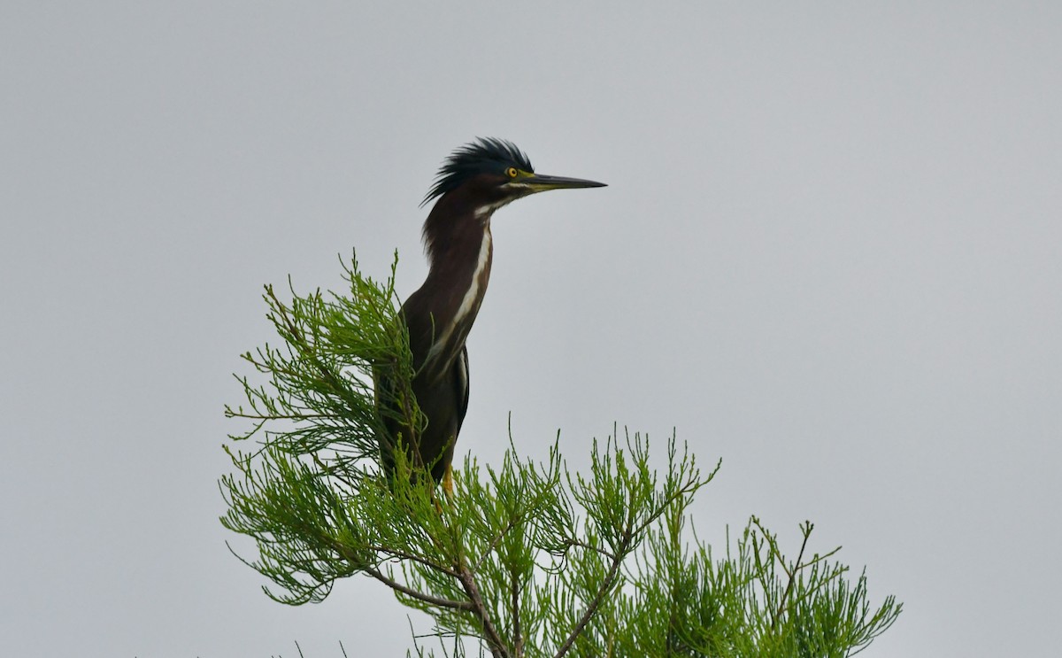 Green Heron - Victor Botnaru