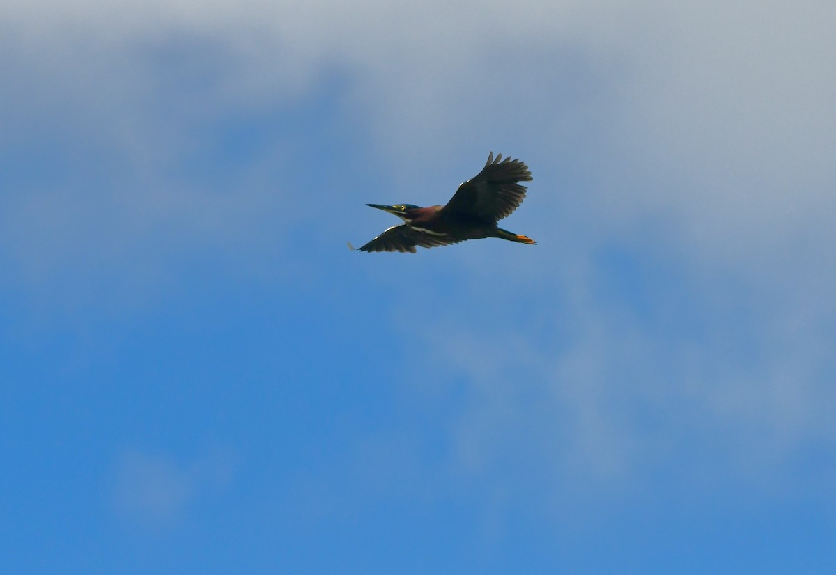 Green Heron - ML620612048