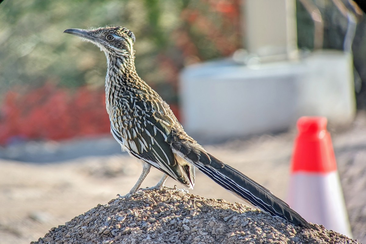 Greater Roadrunner - ML620612049