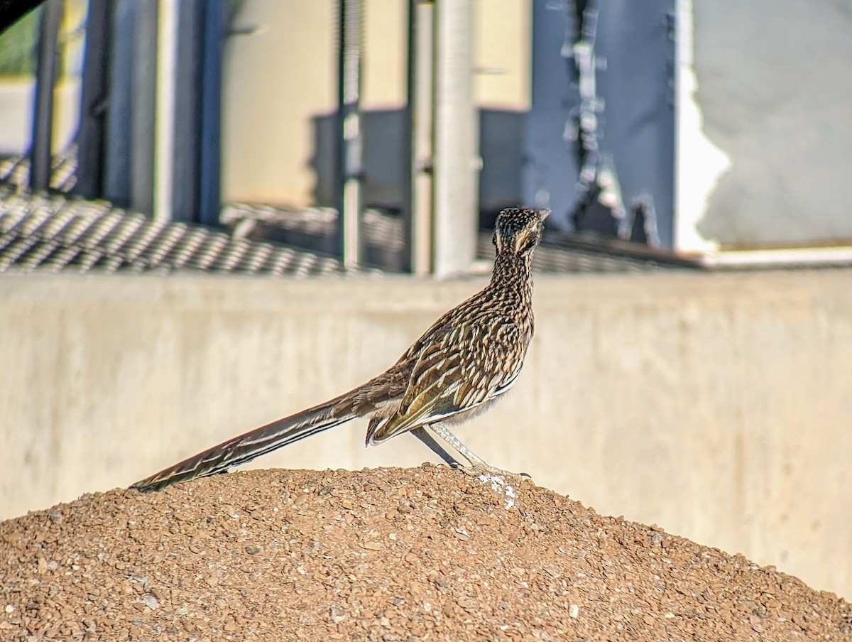 Greater Roadrunner - ML620612050