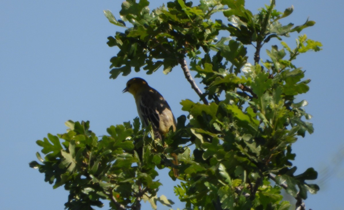 Bullock's Oriole - ML620612051