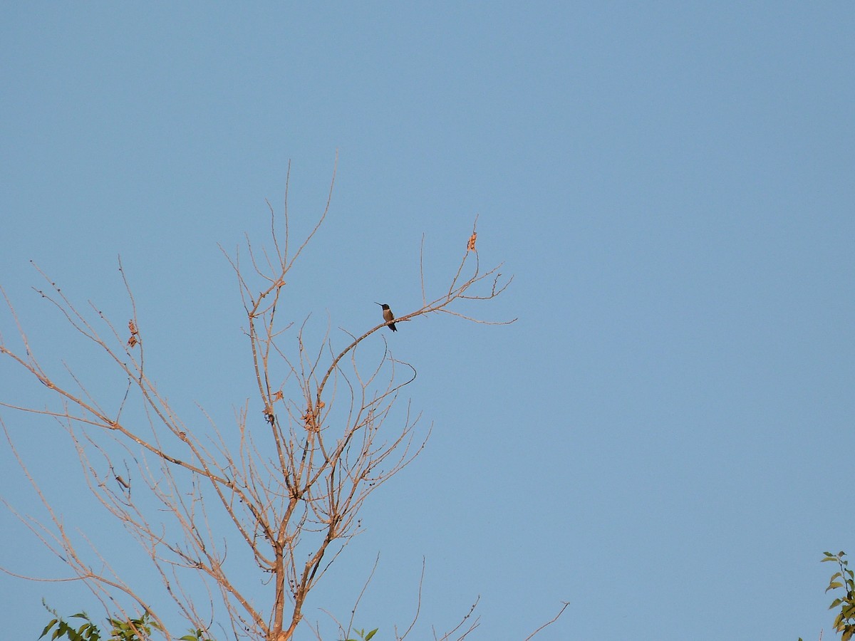 Colibrí Gorjinegro - ML620612052