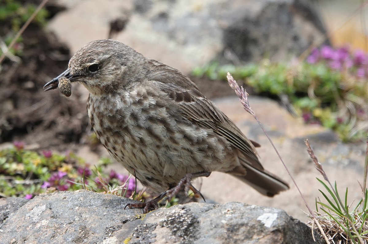 Rock Pipit - ML620612054