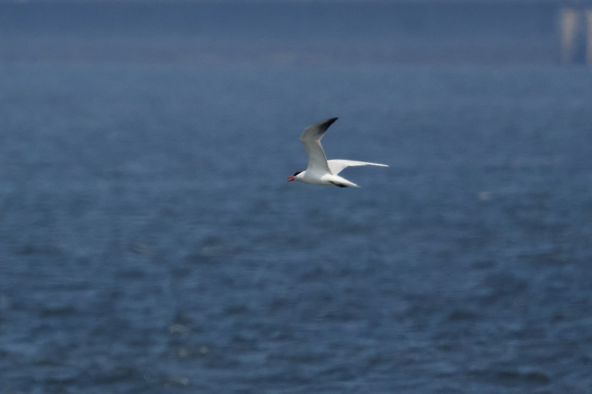 Caspian Tern - Patrice St-Pierre