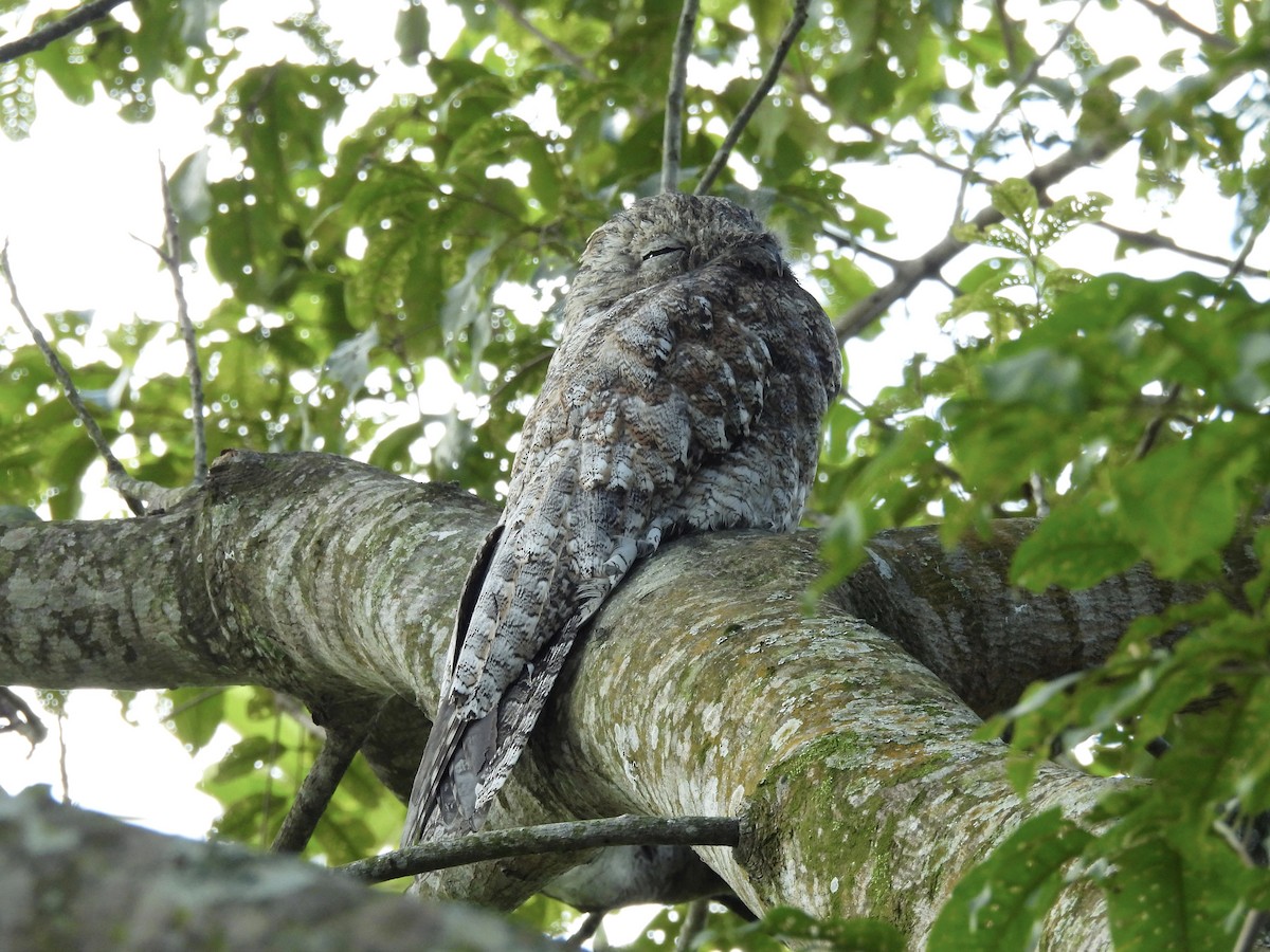 Great Potoo - ML620612072