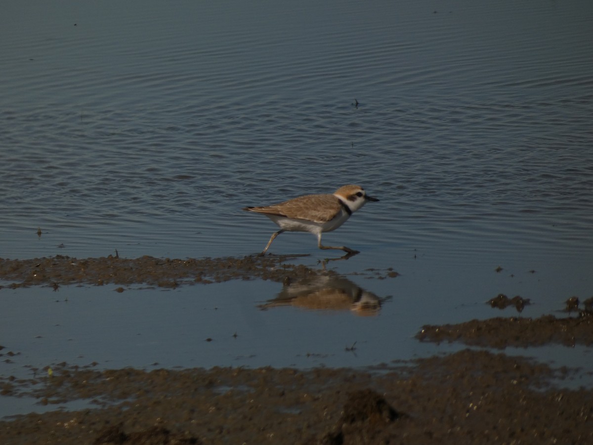 Snowy Plover - ML620612078