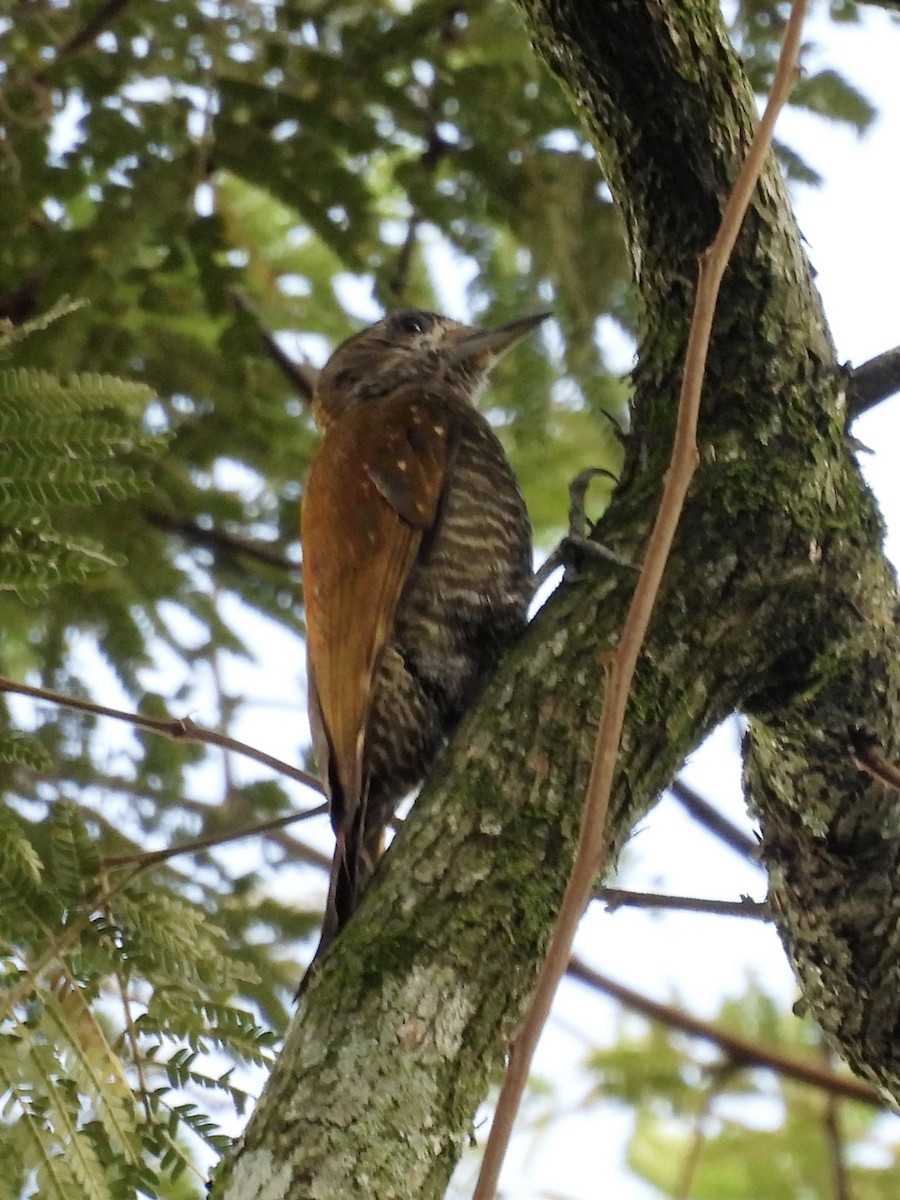 Little Woodpecker - ML620612079