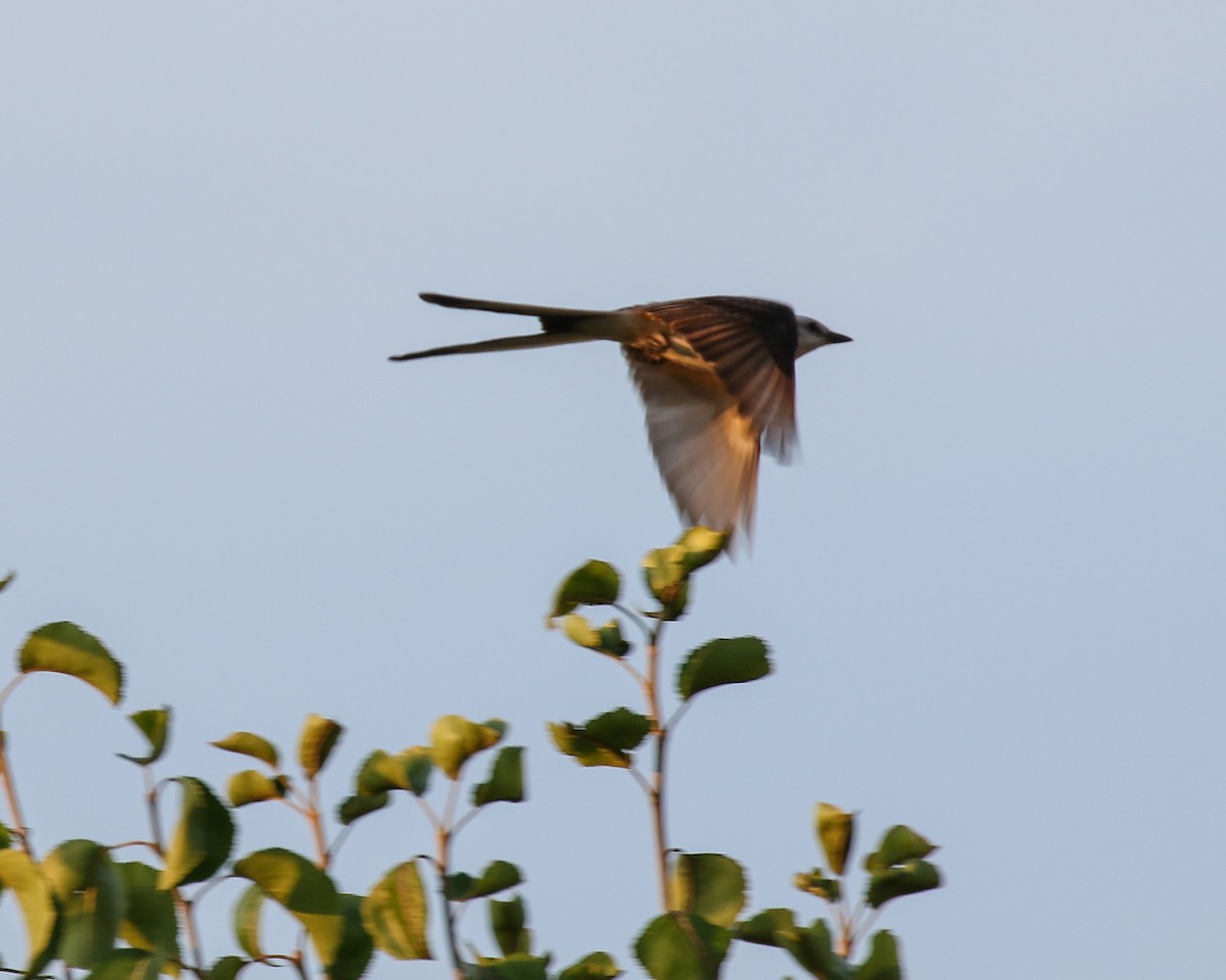 Scissor-tailed Flycatcher - David Kirschke