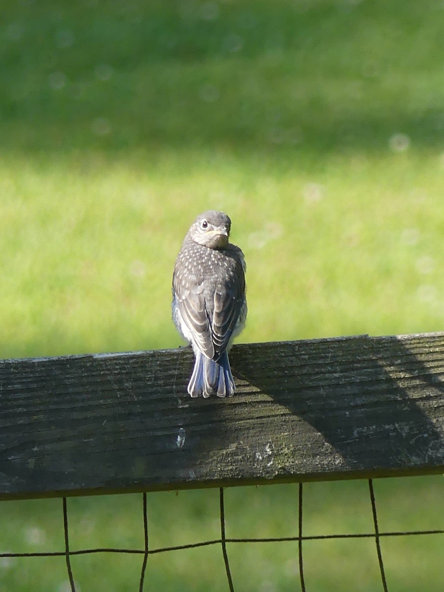 Eastern Bluebird - ML620612090