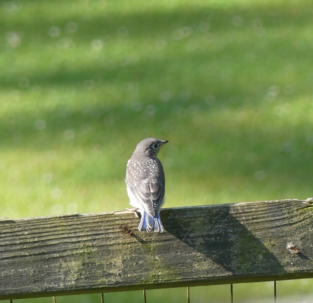 Eastern Bluebird - ML620612091