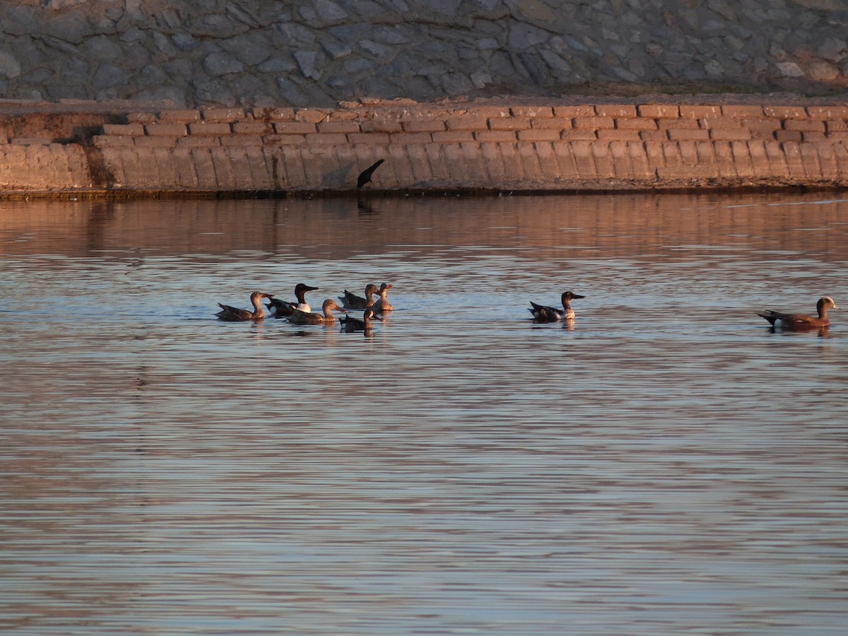 Northern Shoveler - ML620612092