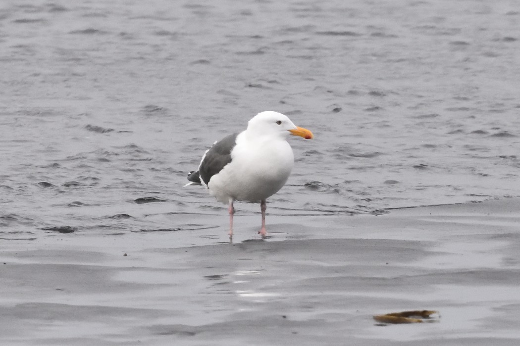 Slaty-backed Gull - ML620612093