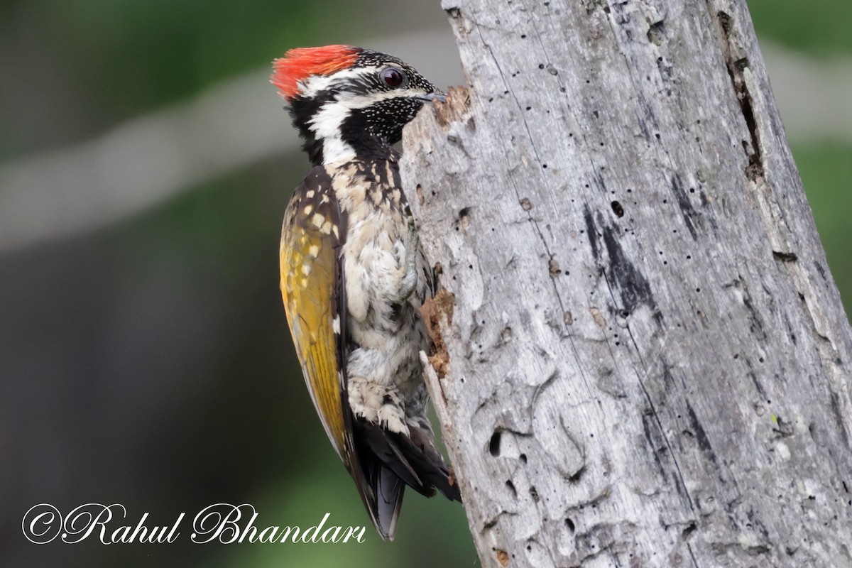 Black-rumped Flameback - ML620612095