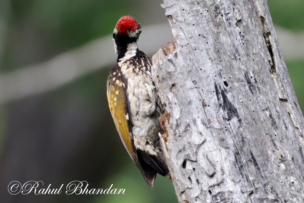 Black-rumped Flameback - ML620612098