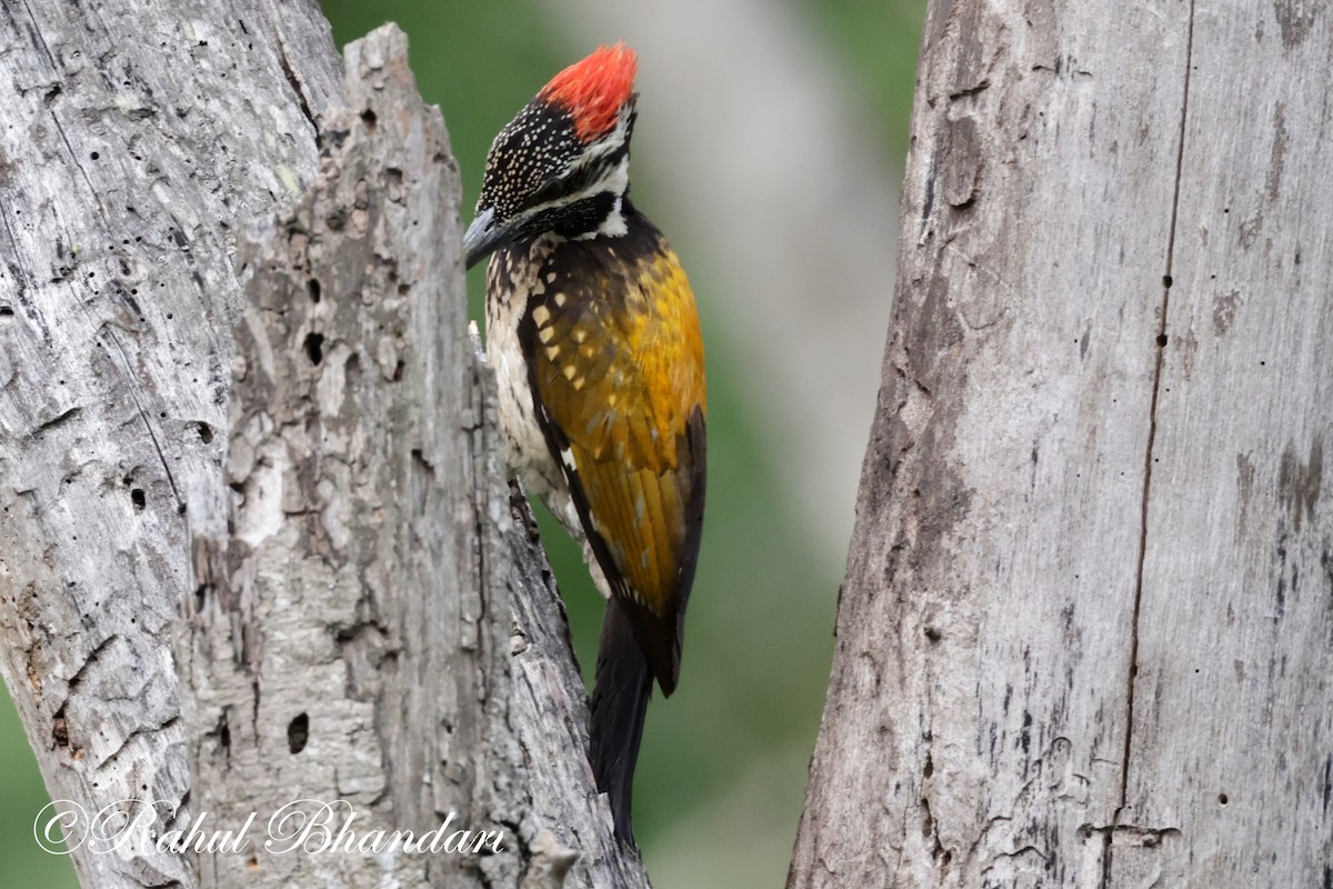 Black-rumped Flameback - ML620612101