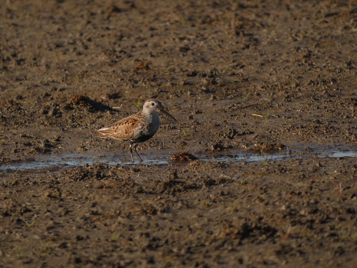 Dunlin - ML620612105