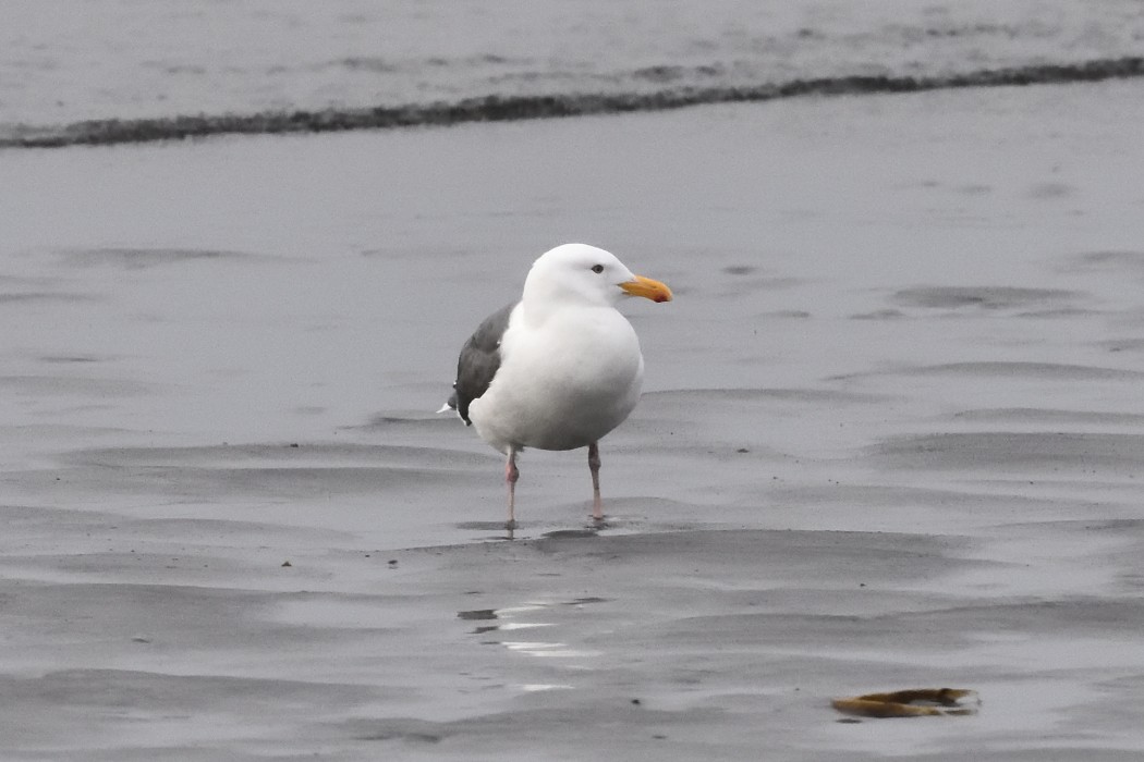 Slaty-backed Gull - ML620612106