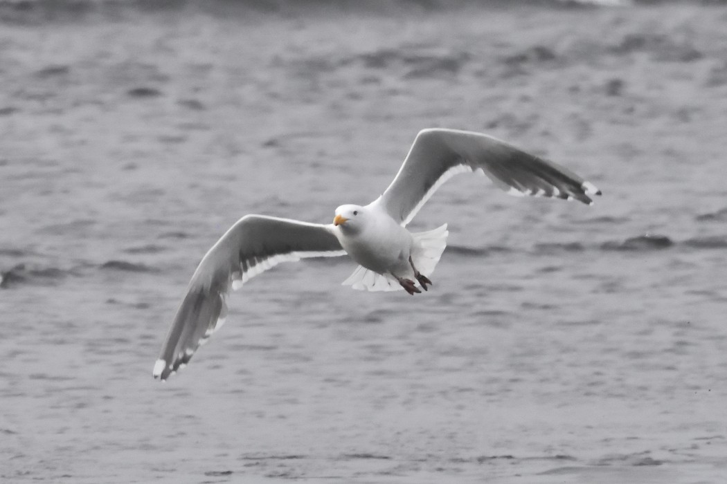 Slaty-backed Gull - ML620612108