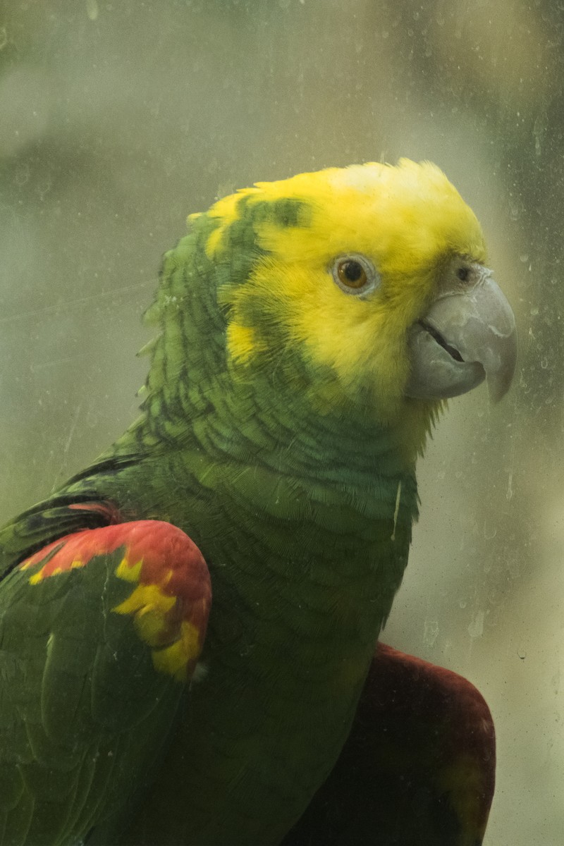 Yellow-headed Parrot - ML620612109