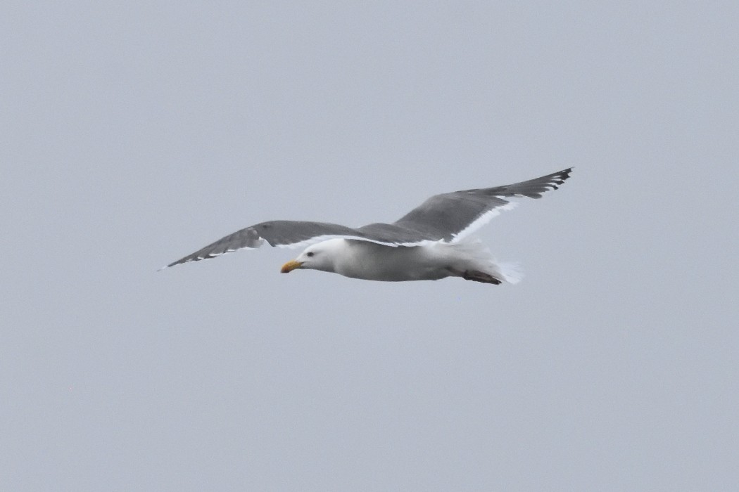 Slaty-backed Gull - ML620612110