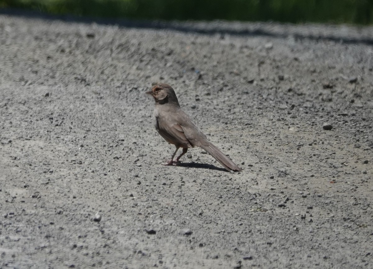 California Towhee - ML620612111