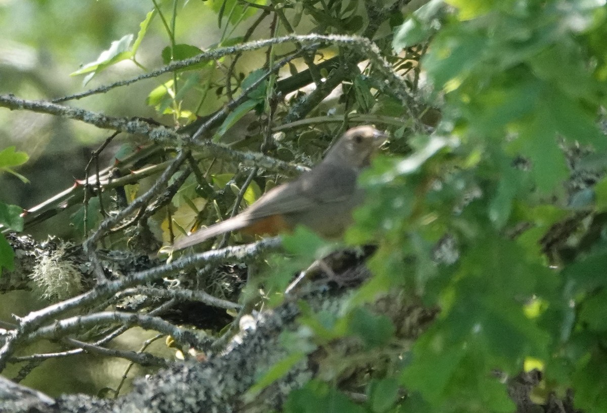 California Towhee - Matthew Hunter