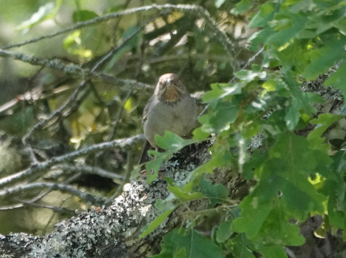 California Towhee - ML620612113