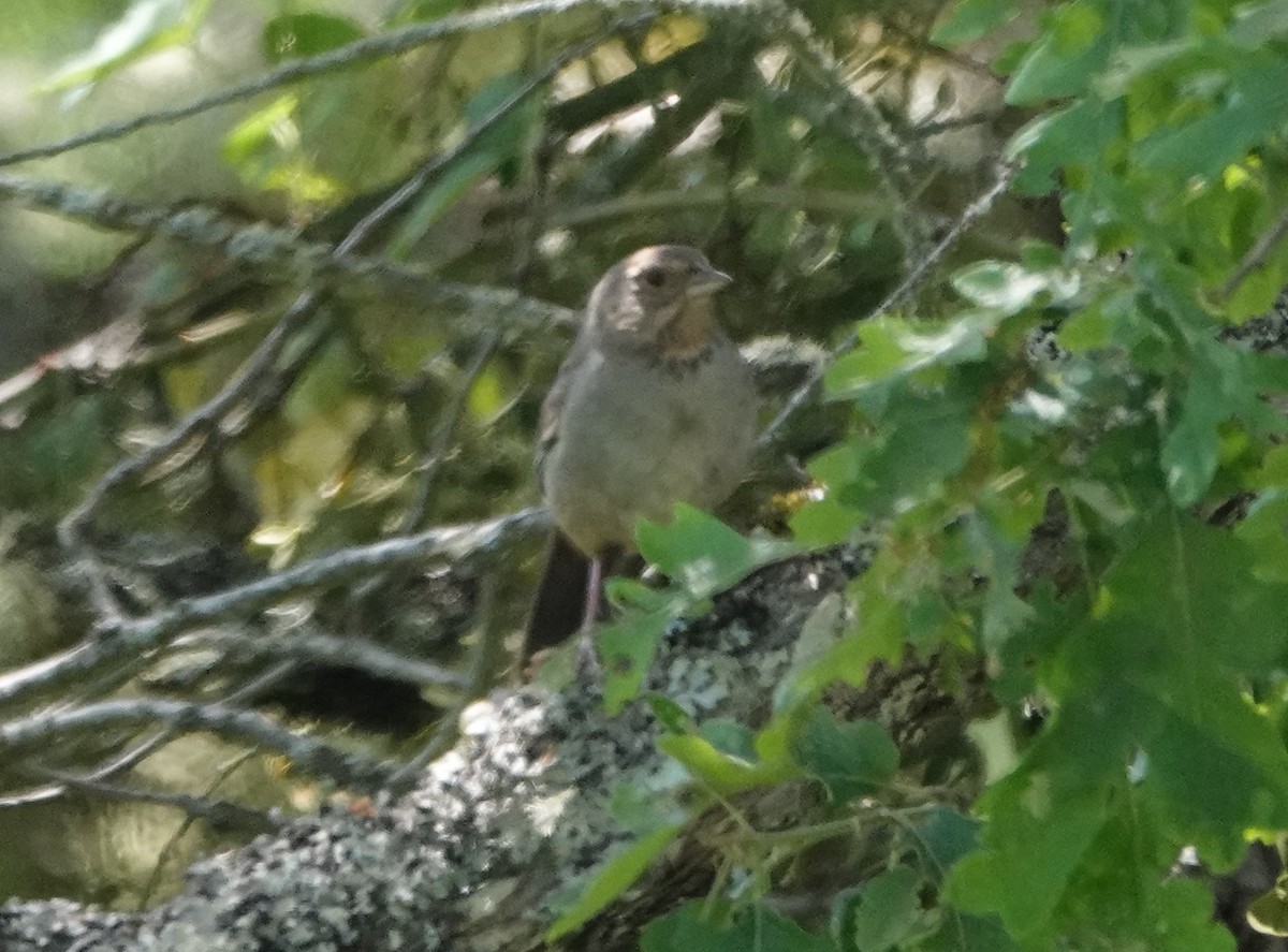 California Towhee - ML620612114