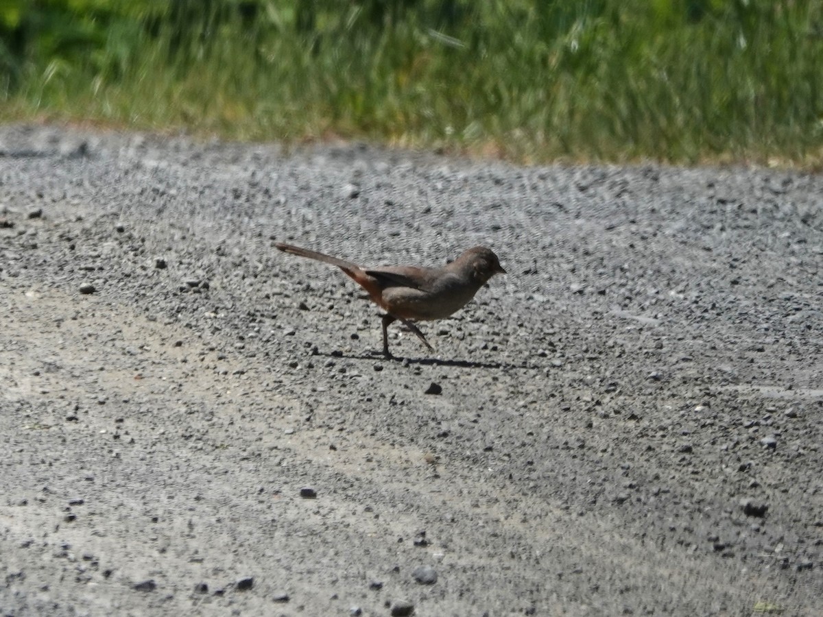 California Towhee - ML620612116