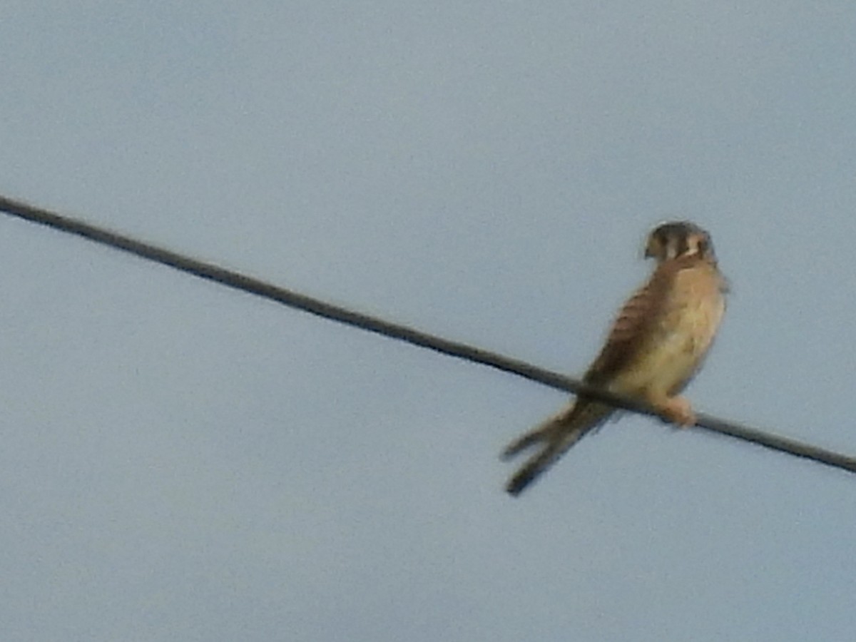 American Kestrel - ML620612117