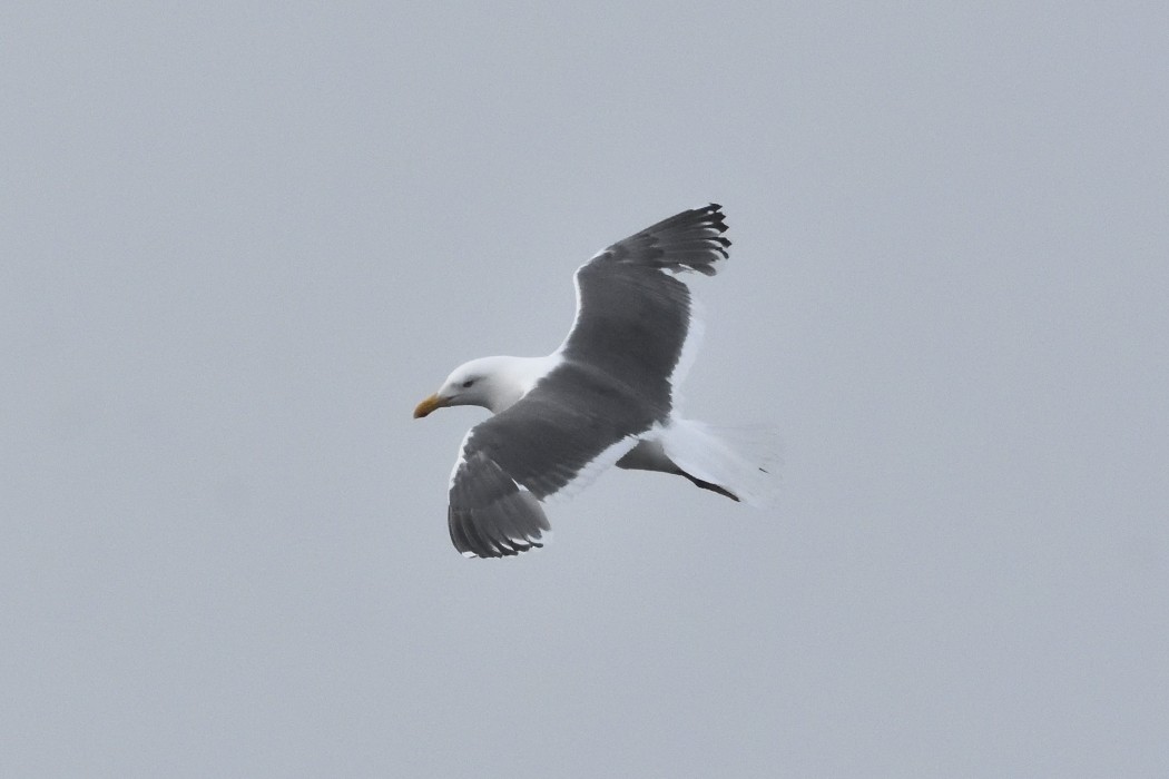 Slaty-backed Gull - ML620612118