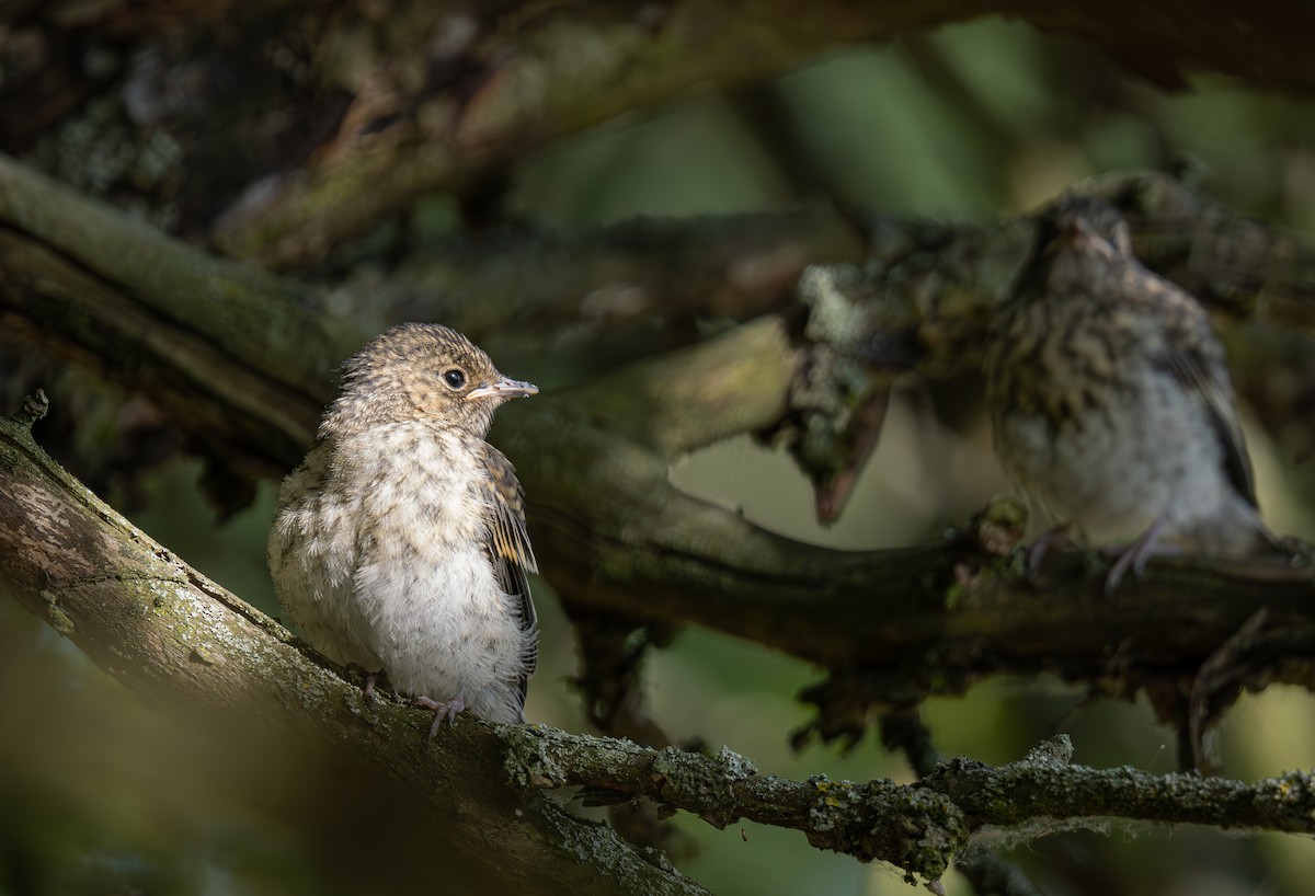 Collared Flycatcher - ML620612119